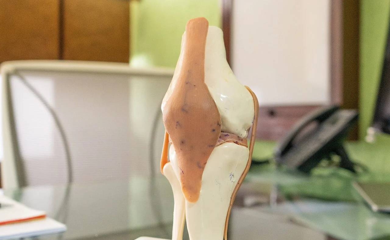 Modelo anatômico de joelho sobre a mesa do consultório da Barra Trauma